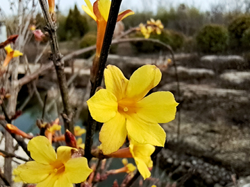 迎春花