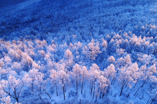 航拍林海雪原雪林