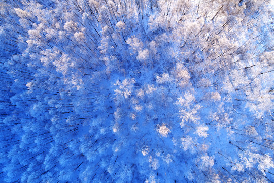 航拍大兴安岭雪林