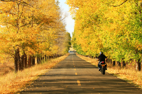 金秋树林公路风景