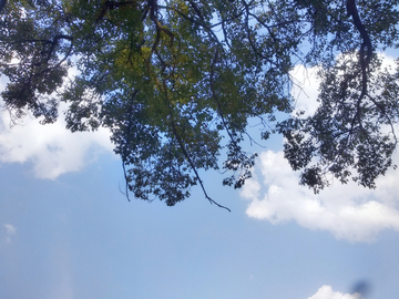 树木枝叶天空