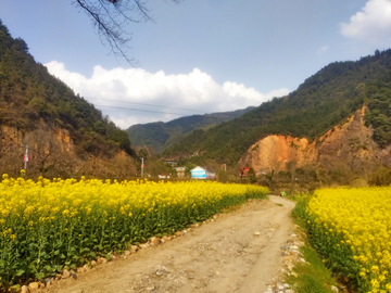 油菜地风景