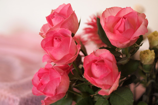 美丽漂亮玫瑰花