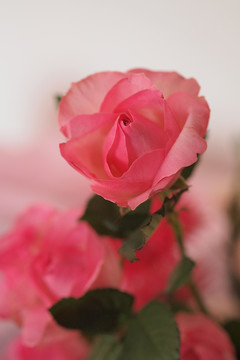 温馨浪漫玫瑰花