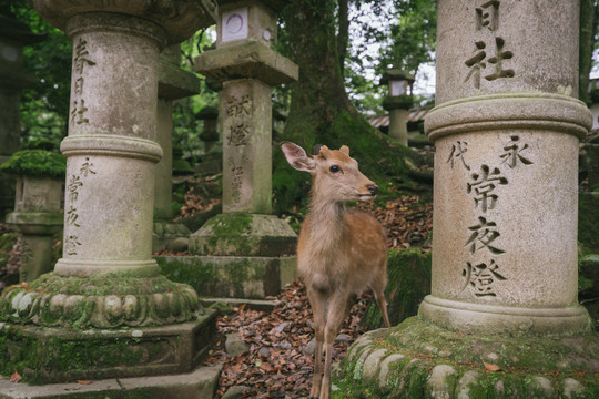 日本奈良春日大社里的野生小鹿