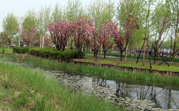 春天的湿地公园