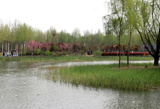 春天的湿地公园