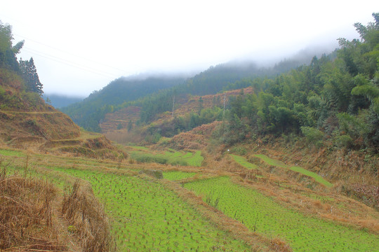 山村田野