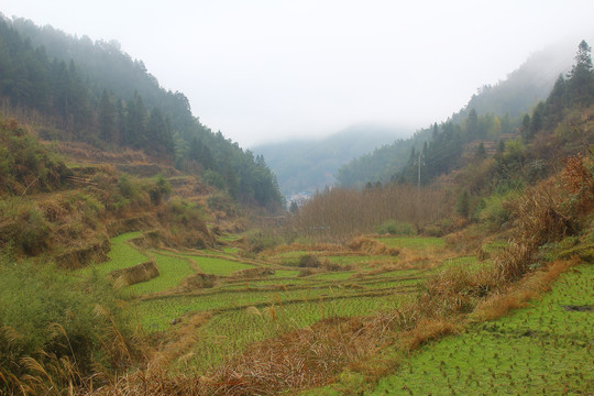 大山田野