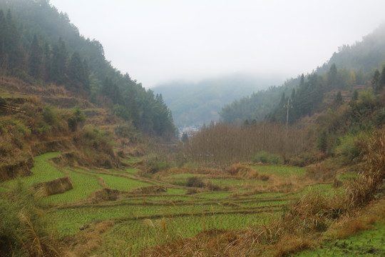 山村田野