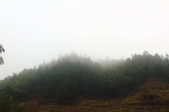 云雾竹林森林