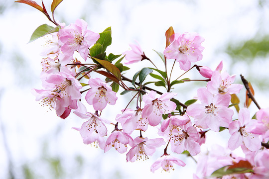 春花背景