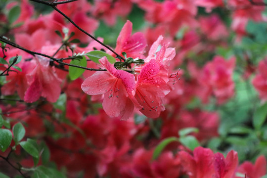 杜鹃花