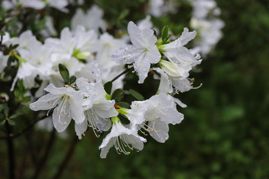 杜鹃花