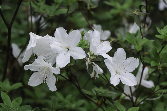 杜鹃花