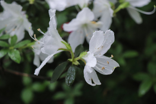 杜鹃花