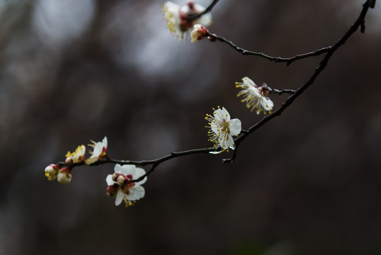 雨中梅