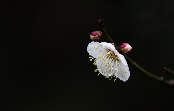 雨中梅