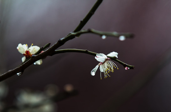 雨中梅