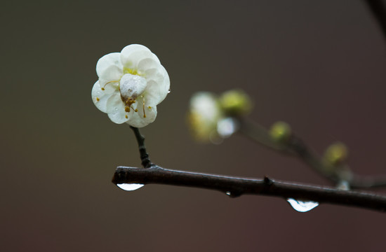 雨中梅