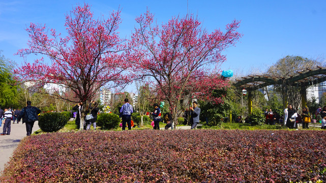 樱桃花