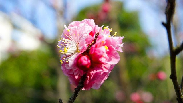 桃花