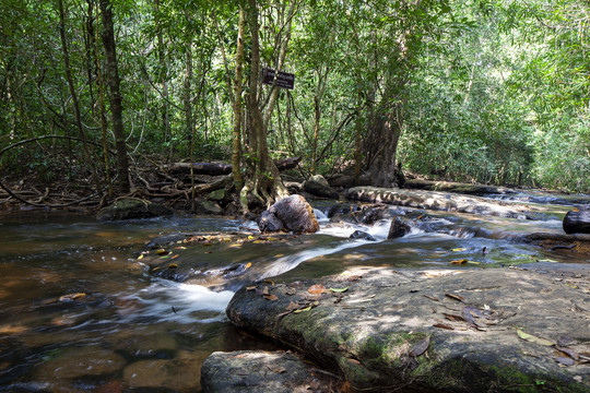 柬埔寨崩密列原始森林和溪流