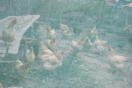 农村圈养鸡