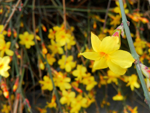 迎春花