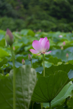 荷花