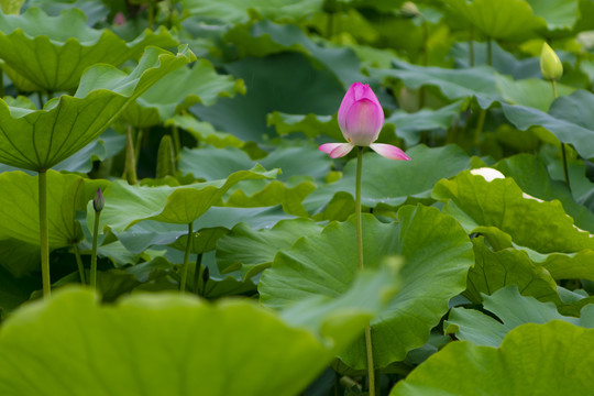 荷花