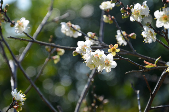 春暖花开