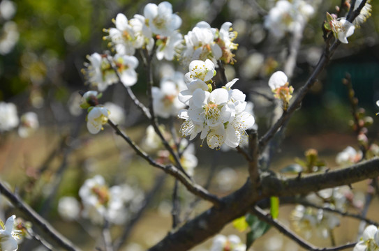 春暖花开