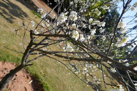 春暖花开