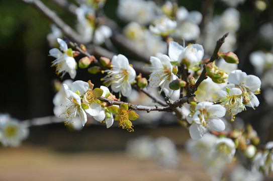 李子花