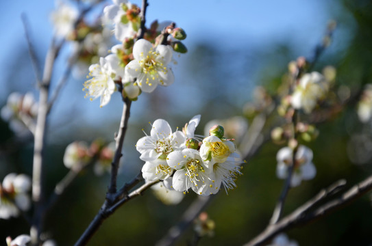 李子树开花