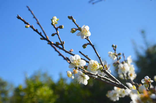 春暖花开