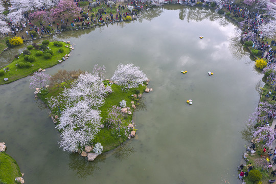 樱花岛