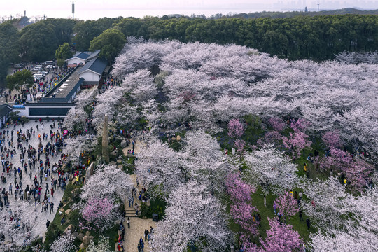 俯瞰樱花园广场