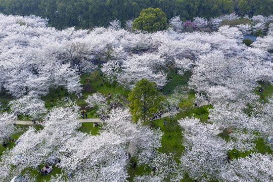 樱花花海