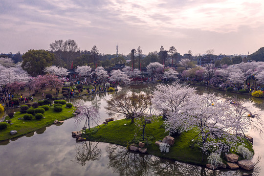 夕阳洒满樱花岛