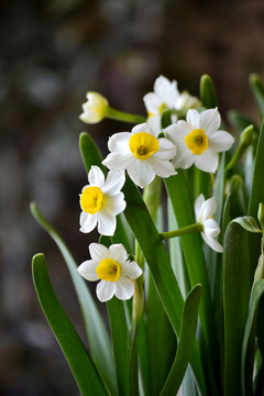 水仙花