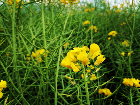 油菜花特写