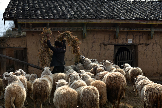 羊群牧羊人绵羊绵羊养殖场