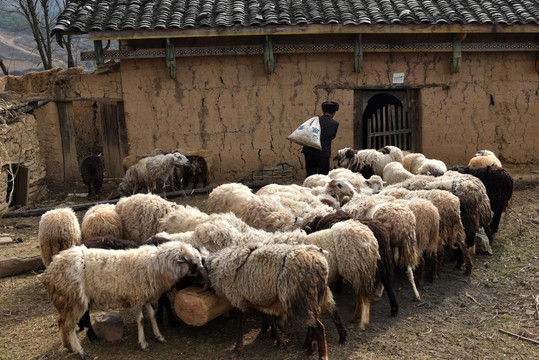 羊群牧羊人绵羊绵羊养殖场