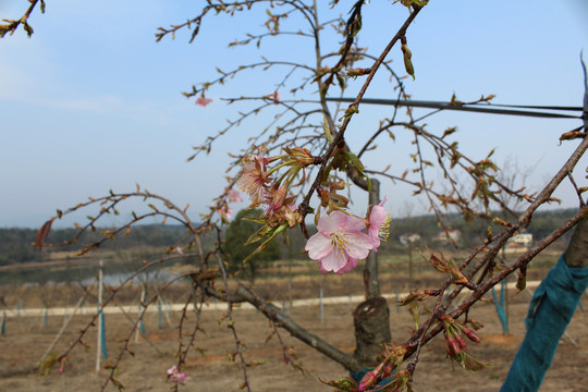 樱花