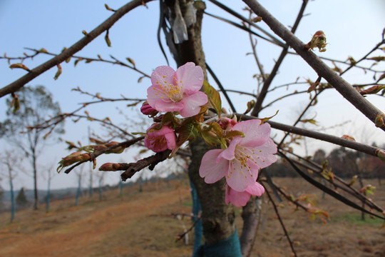 樱花