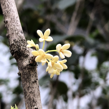 桂花树