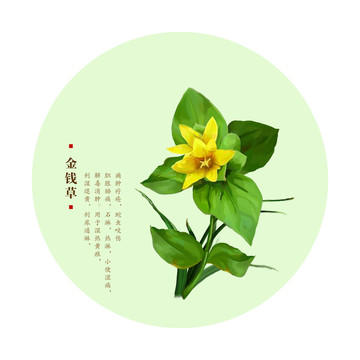 金錢草