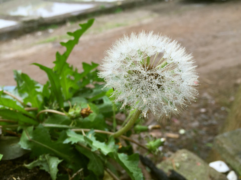 一朵白色的蒲公英花